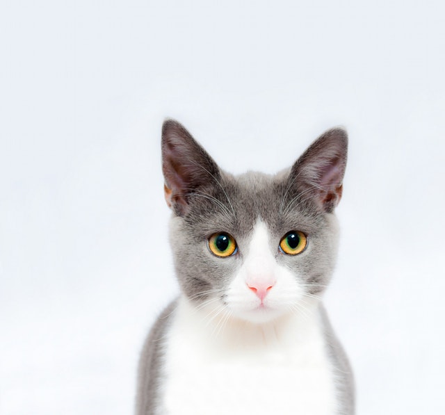 Grå och vit katt