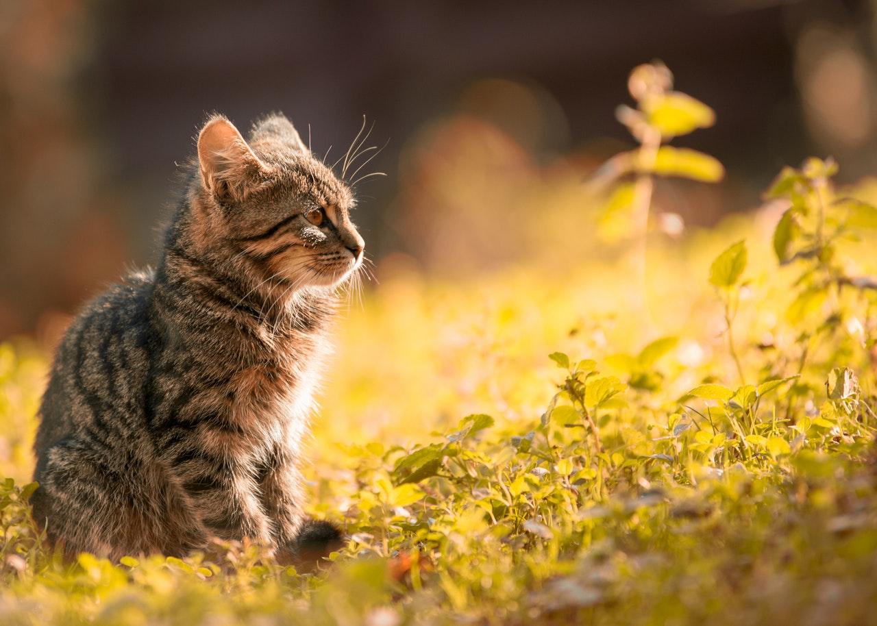 Kattunge som sitter utomhus
